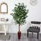 6ft. Ficus Tree in Bamboo Planter